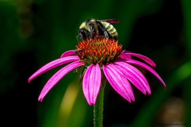 Atraer mariposas:las mejores flores para el hábitat de las mariposas