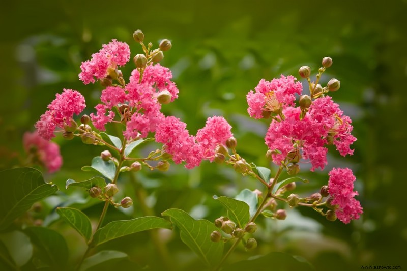 Atraer mariposas:las mejores flores para el hábitat de las mariposas