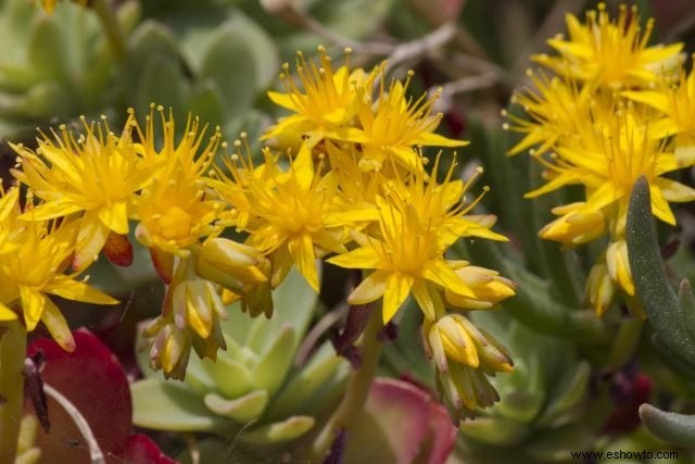 Atraer mariposas:las mejores flores para el hábitat de las mariposas