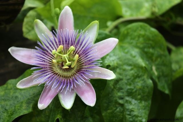 Atraer mariposas:las mejores flores para el hábitat de las mariposas