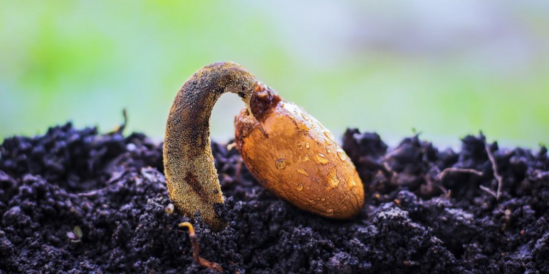 Cómo usar un tapete térmico para que las plantas crezcan plántulas más rápido