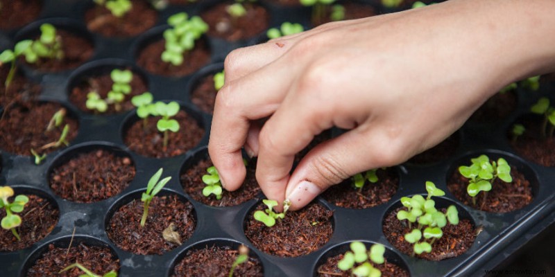 Cómo usar un tapete térmico para que las plantas crezcan plántulas más rápido