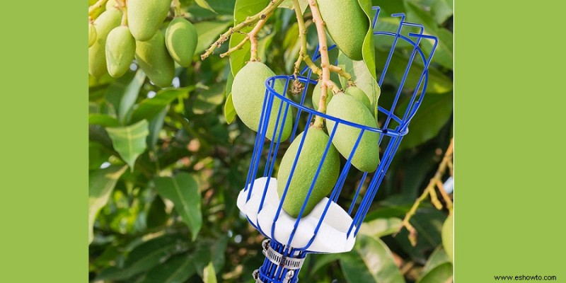 Las mejores herramientas para recoger frutas para limpiar árboles y arbustos