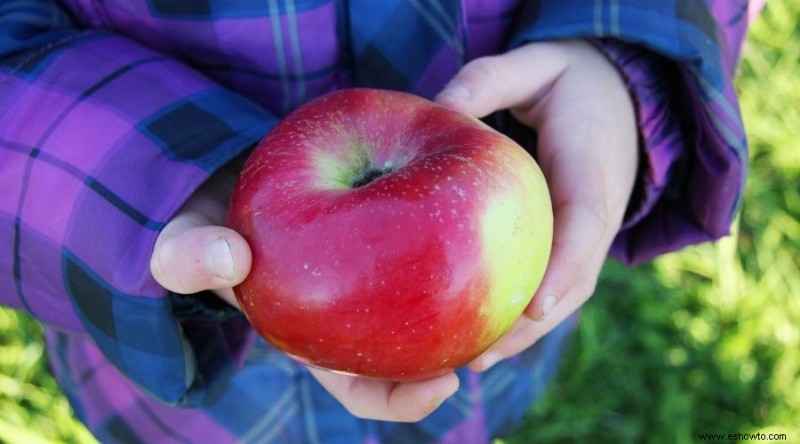 ¿Cuál es el mejor momento para recoger manzanas?