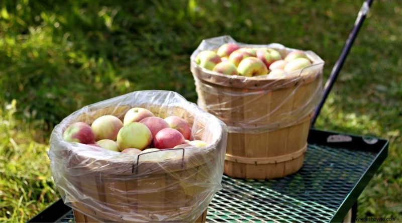 ¿Cuál es el mejor momento para recoger manzanas?