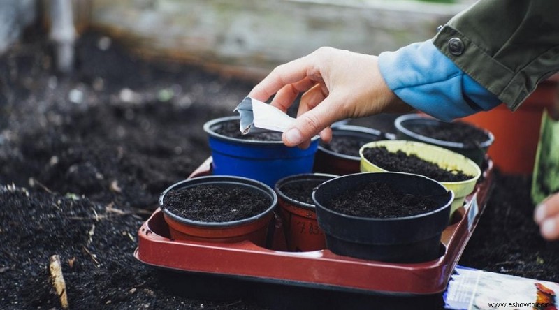 Cómo germinar semillas en 6 sencillos pasos
