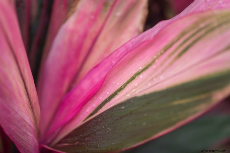 9 Plantas y flores locamente caras:¡#5 Cuesta más que tu casa!