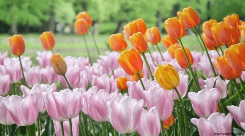 9 Plantas y flores locamente caras:¡#5 Cuesta más que tu casa!