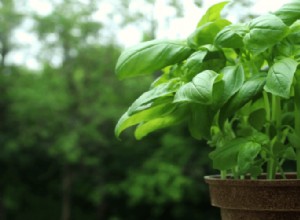 Guía completa para cultivar albahaca en interiores desde semillas