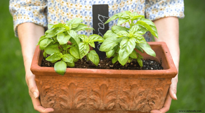 Cómo cultivar albahaca en interiores a partir de semillas:una guía completa