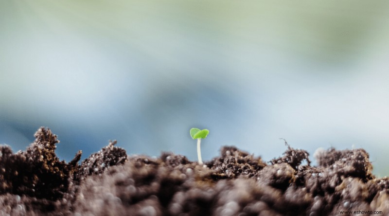 Cómo cultivar albahaca en interiores a partir de semillas:una guía completa