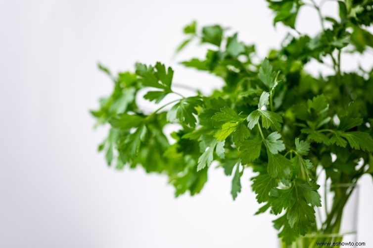 Cultive su propio cilantro a partir de semillas o esquejes con esta sencilla guía