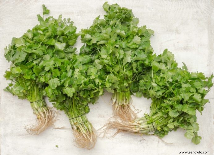 Cultive su propio cilantro a partir de semillas o esquejes con esta sencilla guía