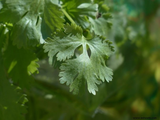 Cultive su propio cilantro a partir de semillas o esquejes con esta sencilla guía