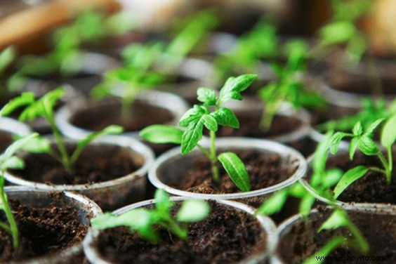 Cultive sus tomates con estos sencillos consejos