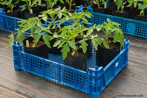 Cultive sus tomates con estos sencillos consejos