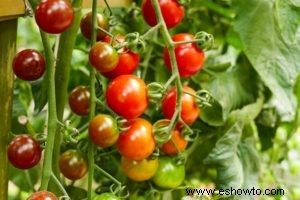 Cultive sus tomates con estos sencillos consejos