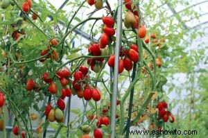 Cultive sus tomates con estos sencillos consejos