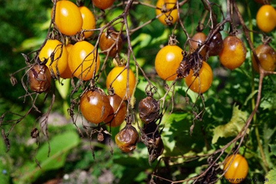 Cultive sus tomates con estos sencillos consejos