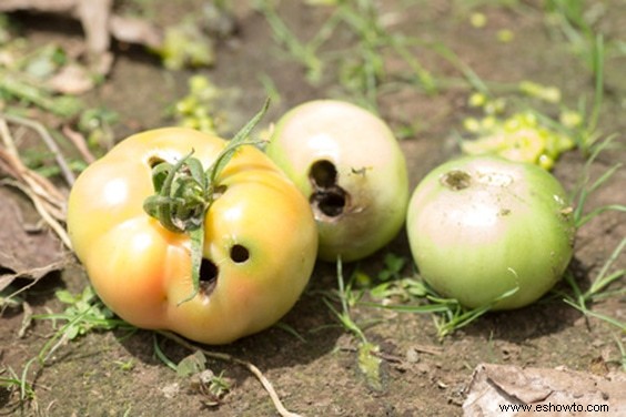 Cultive sus tomates con estos sencillos consejos