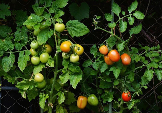 Cultive sus tomates con estos sencillos consejos