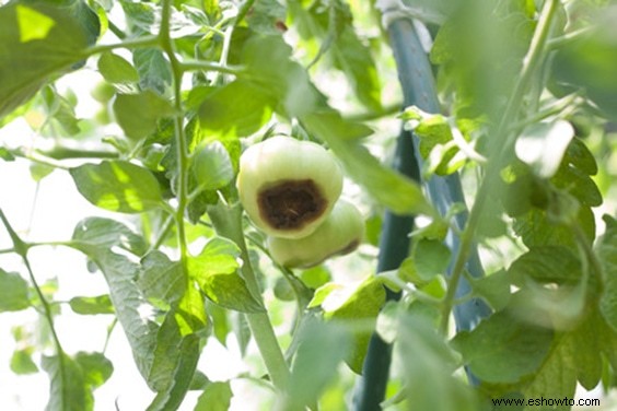 Cultive sus tomates con estos sencillos consejos