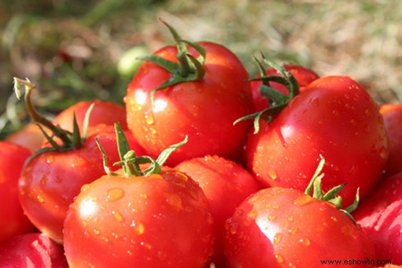 Cultive sus tomates con estos sencillos consejos