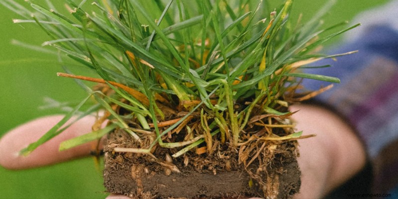 Cómo plantar semillas de hierba