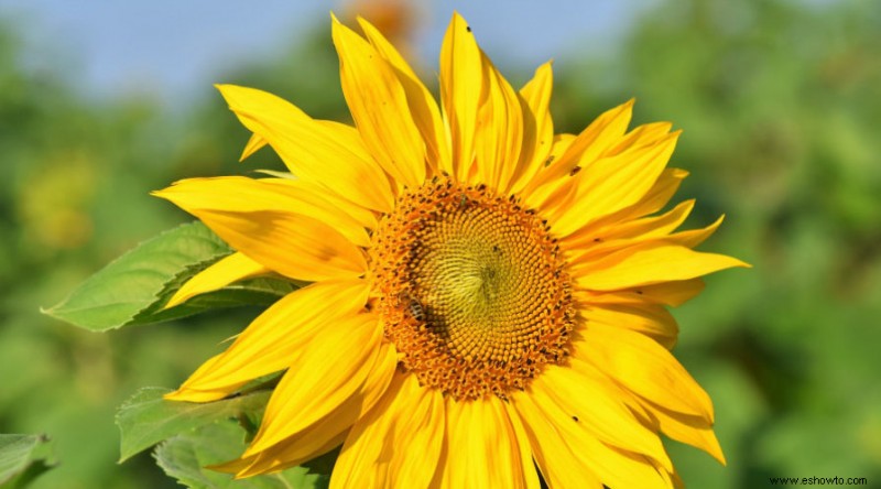 Cómo cosechar girasoles