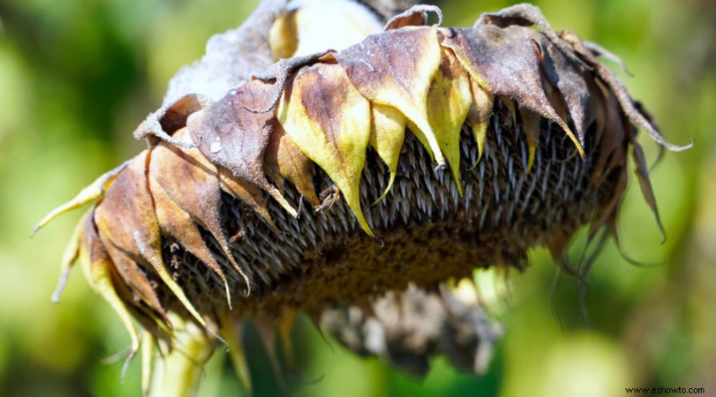 Cómo cosechar girasoles