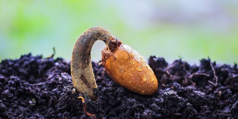 Cómo iniciar un jardín sin cavar