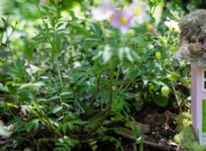 23 Ideas Encantadoras para Crear un Jardín de Hadas en tu Patio Trasero