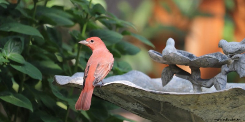 23 ideas de jardín de hadas para tu patio trasero