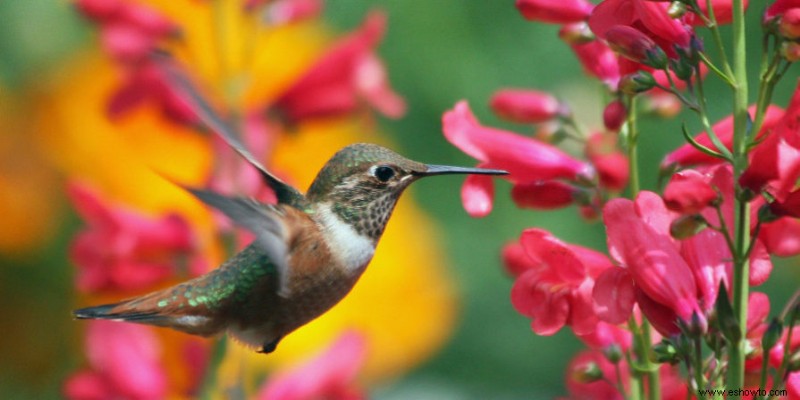 23 ideas de jardín de hadas para tu patio trasero