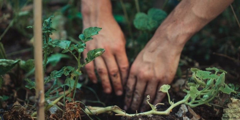 Cómo plantar y cultivar espárragos