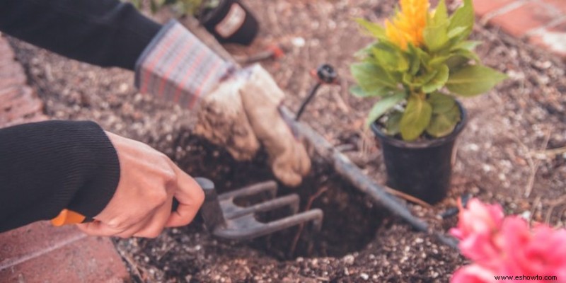 Cómo plantar y cultivar espárragos