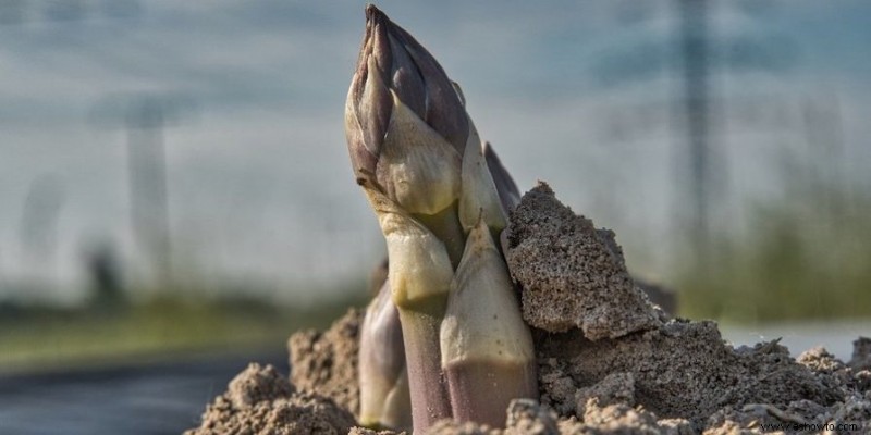 Cómo plantar y cultivar espárragos