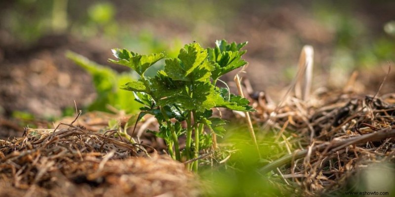 Cómo plantar y cultivar espárragos