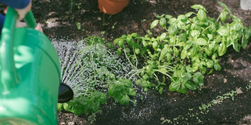 Cómo plantar y cultivar espárragos