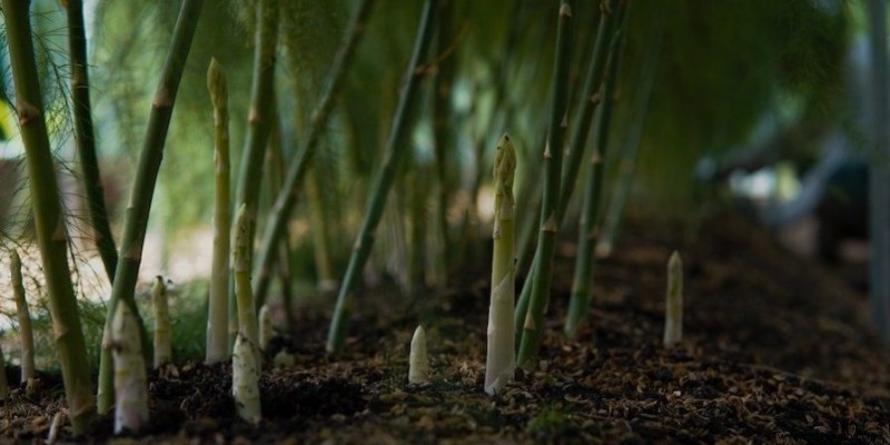 Cómo plantar y cultivar espárragos