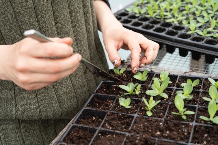 Cómo plantar y cultivar repollo en su huerto