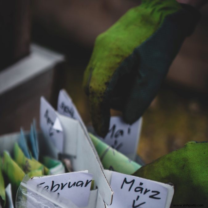 Cómo plantar y cultivar repollo en su huerto