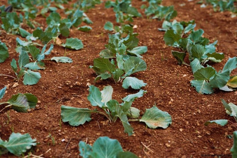 Cómo plantar y cultivar repollo en su huerto