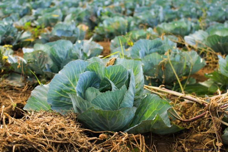 Cómo plantar y cultivar repollo en su huerto