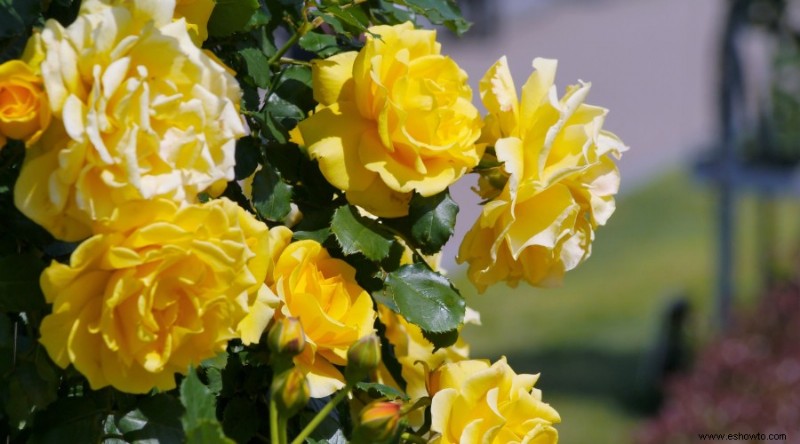 12 hermosas y llamativas ideas para el jardín de rosas