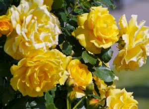 12 Ideas Elegantes y Espectaculares para Diseñar tu Jardín de Rosas Perfecto