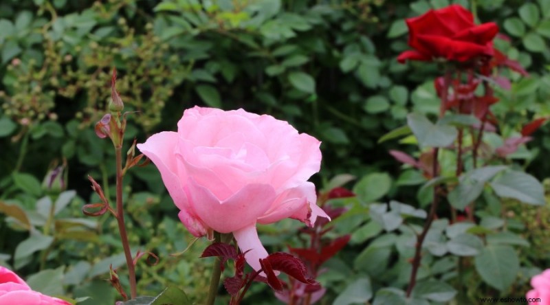 12 hermosas y llamativas ideas para el jardín de rosas