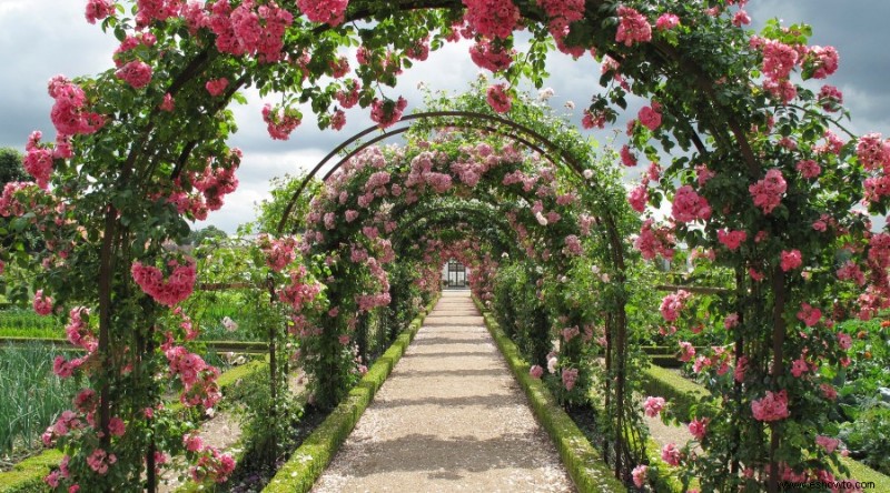 12 hermosas y llamativas ideas para el jardín de rosas