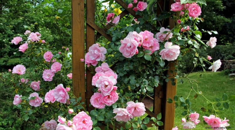 12 hermosas y llamativas ideas para el jardín de rosas