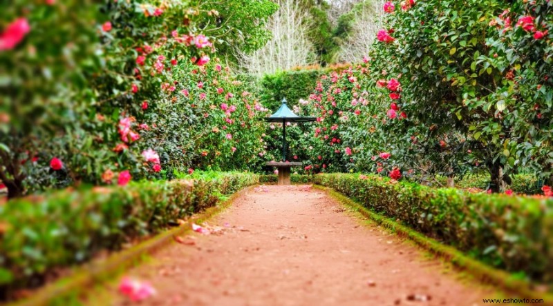 12 hermosas y llamativas ideas para el jardín de rosas